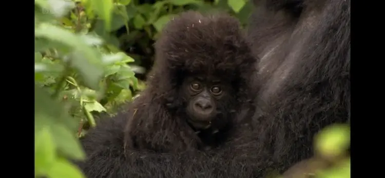 Mountain gorilla (Gorilla beringei beringei) as shown in Africa - Savannah